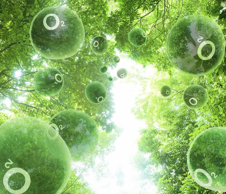 Generate Your Own Oxygen